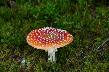 Poisonous red toadstool grows on moist moss soil