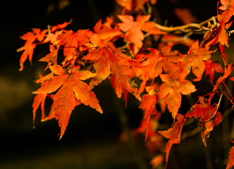 maple leaves