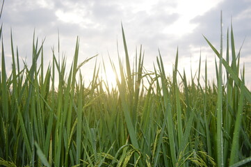 green grass and blue sky in the morning