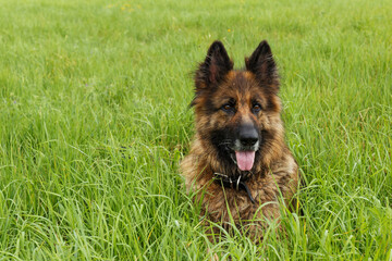 German shepherd dog. Dog sitting in the green grass. The dog stuck out its tongue.