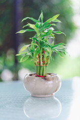 Small plants adorn the coffee table and outdoor venue.