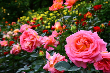 pink and white roses