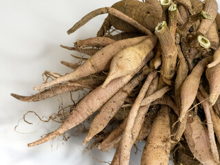 Fototapeta premium ダリア 掘り上げ 分球