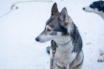 Sled dog waiting for races, Vuokatti, Finland