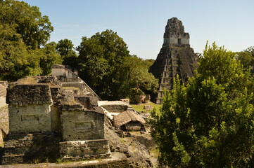 Fototapeta premium The old Mayan ruins of Tikal in the jungle of Guatemala, Central America