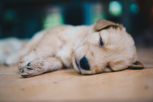 Many Golden puppies were sleeping merry.