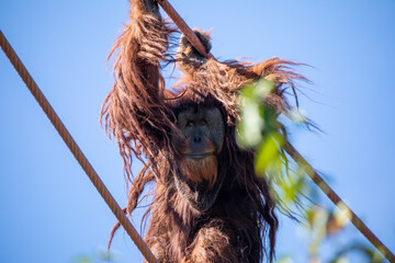 Orangutans are great apes native to Indonesia and Malaysia
