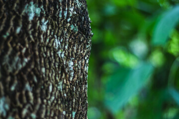 Pine bark in forest against blurred green background nature in asian forest.