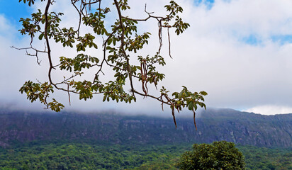 Tree branches with landscape in the background, Minas Gerais, Brazil