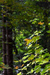Autumn leaves in the forest