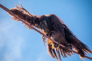 Orangutans are great apes native to Indonesia and Malaysia