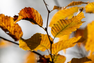 Golden autumn leaves on tree branch