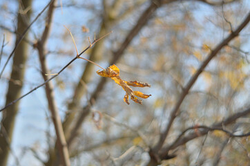 Autumn leaves on a tree .