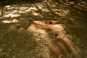 The old Mayan ruins of Tikal in the jungle of Guatemala, Central America