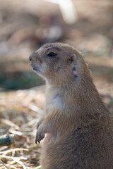 Prairie dogs are a genus of ground squirrels that live in short-grass prairies