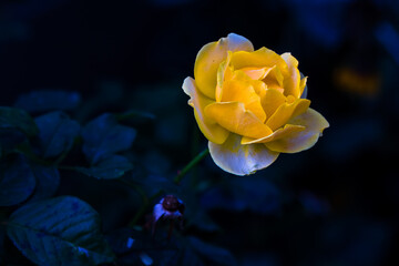 Single yellow rose close up with natural background of leaves