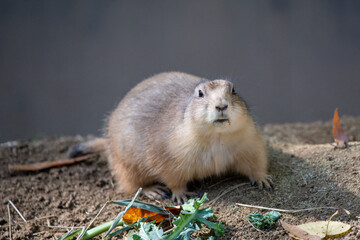 Prairie dogs are a genus of ground squirrels that live in short-grass prairies