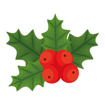 merry christmas berries with leaves design, winter season and decoration theme Vector illustration