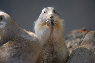 Prairie dogs are a genus of ground squirrels that live in short-grass prairies