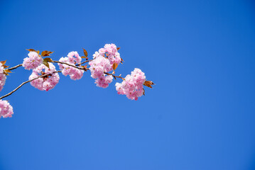 Migdałek trójklapowy, różowe drzewo na tle niebieskiego nieba
