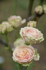 Selective focus on the petals. Close-up of beautiful rose in the garden against the blurred background.