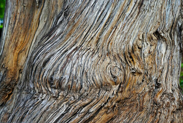 Tree trunk texture, Belo Horizonte, Brazil