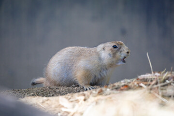 Prairie dogs are a genus of ground squirrels that live in short-grass prairies