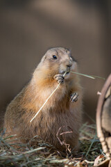 Prairie dogs are a genus of ground squirrels that live in short-grass prairies