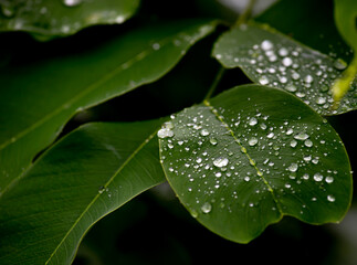 Close-up or macro selective focus The dew that is drop on the green leaf is rain water in rainy season or cool season for background image