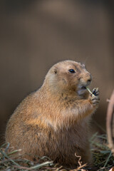 Prairie dogs are a genus of ground squirrels that live in short-grass prairies