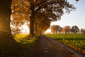 Autumn time of the year in the forest and in the natural landscape