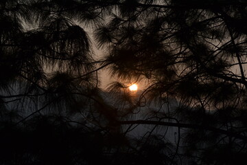 Trees, sunshine, clouds and sky background.