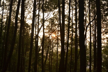 Trees, sunshine, clouds and sky background.