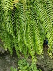 fern leaf in the forest