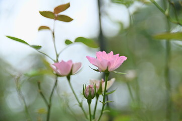 Selective focus on the petals in the foreground. Close-up of beautiful rose in the garden against the blurred background.