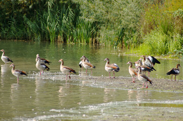 Obraz na płótnie Canvas Lots of geese together near water in a nature