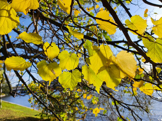 Bright yellow leaves on sunny day. Autumn yellow leaves background