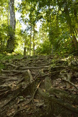 The stunning ancient Mayan Temple city of Tikal in the jungles of Guatemala, Central America