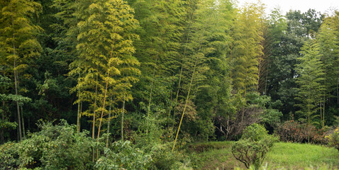 Obraz premium bamboo trees