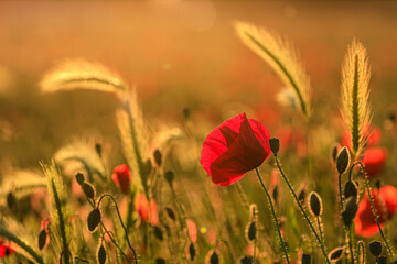 Mohnblumen im Abendlicht