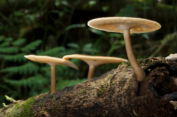 Cogumelo