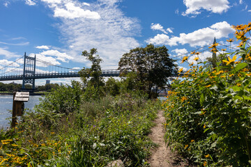Fototapeta na wymiar Trail with Beautiful Yellow Flowers and Plants along the Riverfront of Randalls and Wards Islands with the Triborough Bridge during the Summer in New York City