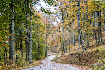Carretera con arboles Otoño