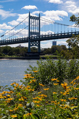 Triborough Bridge over the East River seen from Randalls and Wards Islands with Yellow Flowers during Summer