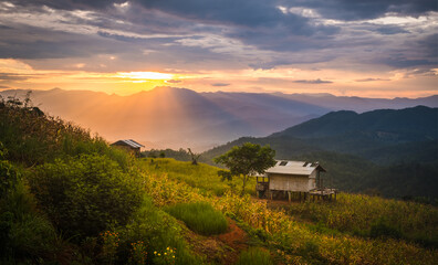 The scenery cornfield rice terrace and step ladder rice filed. Sunset beautiful sky and Romantic scene in Ban Pa Bong Piang, Chiang Mai, Thailand.