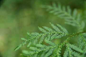 Close-up of leaves in the forest against the blurred background.