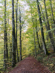 Bosque en Otoño