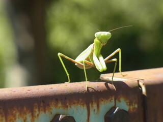 カマキリ