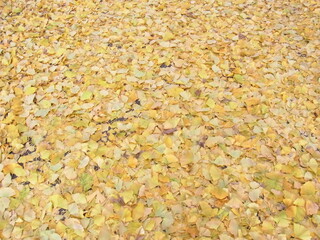 地面に落ちたイチョウの葉