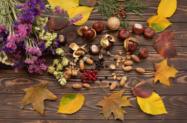Autumn forest fruit background. Acorns on tree bark and autumn colourful leaves with copyspace.

